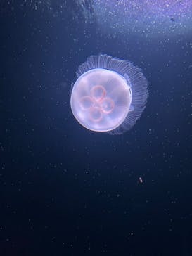 サンシャイン水族館に投稿された画像（2022/3/8）