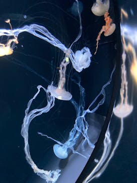 サンシャイン水族館に投稿された画像（2022/3/8）