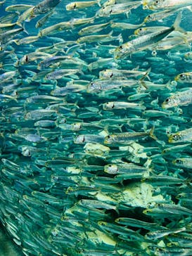 サンシャイン水族館に投稿された画像（2022/3/9）