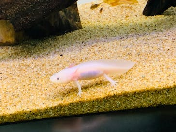 サンシャイン水族館に投稿された画像（2022/3/9）