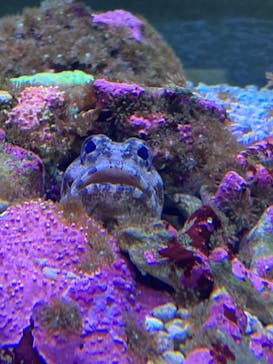 大分マリーンパレス水族館 「うみたまご」に投稿された画像（2022/3/9）