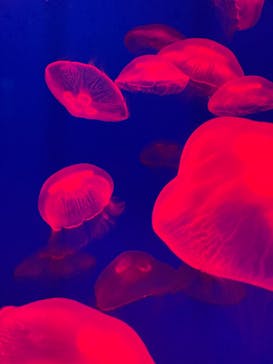 大分マリーンパレス水族館 「うみたまご」に投稿された画像（2022/3/9）