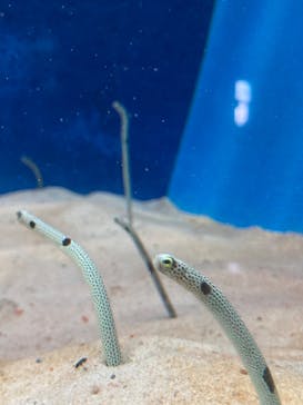 大分マリーンパレス水族館 「うみたまご」に投稿された画像（2022/3/9）