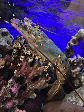 大分マリーンパレス水族館 「うみたまご」に投稿された画像（2022/3/9）