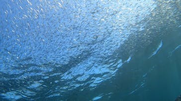 武藤潜水に投稿された画像（2022/3/9）