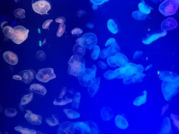 名古屋港水族館に投稿された画像（2022/3/9）