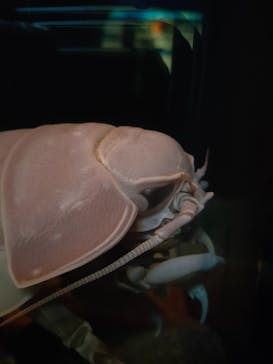 名古屋港水族館に投稿された画像（2022/3/9）