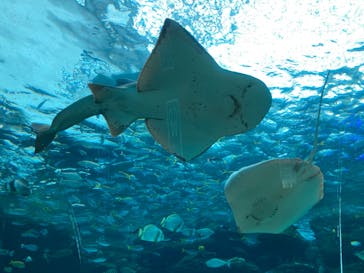 名古屋港水族館に投稿された画像（2022/3/9）