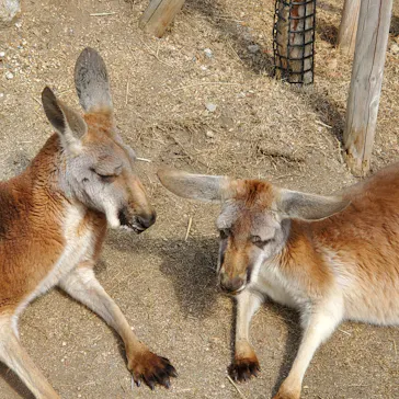 神戸どうぶつ王国に投稿された画像（2022/3/9）