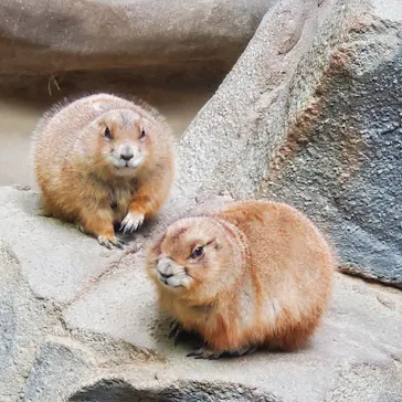 神戸どうぶつ王国に投稿された画像（2022/3/9）