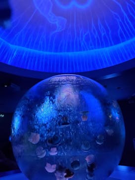 新江ノ島水族館に投稿された画像（2022/3/9）