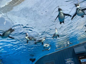 サンシャイン水族館に投稿された画像（2022/3/9）