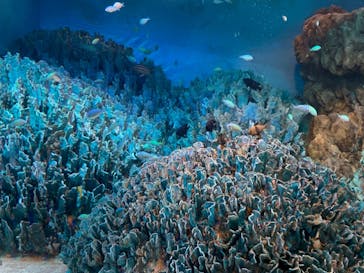 サンシャイン水族館に投稿された画像（2022/3/9）