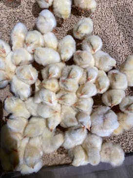 Moff animal world MARK IS みなとみらい店に投稿された画像（2022/3/9）