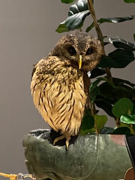 Moff animal world MARK IS みなとみらい店に投稿された画像（2022/3/9）