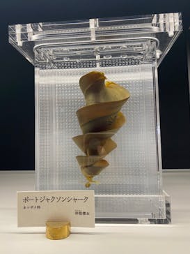 アクアワールド茨城県大洗水族館に投稿された画像（2022/3/10）