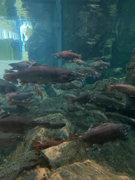 アクアワールド茨城県大洗水族館に投稿された画像（2022/3/10）