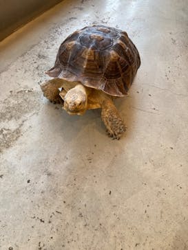 Moff animal cafe MARKIS 福岡ももち店に投稿された画像（2022/3/10）