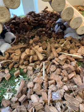 Moff animal cafe MARKIS 福岡ももち店に投稿された画像（2022/3/10）