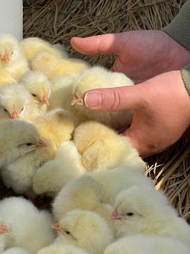 しろとり動物園に投稿された画像（2022/3/10）