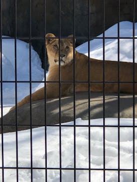旭川市旭山動物園に投稿された画像（2022/3/10）