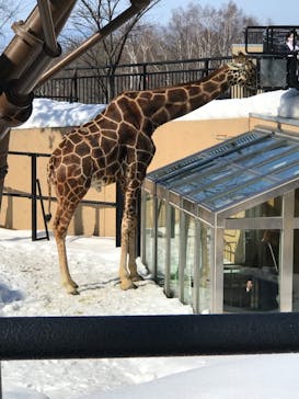 旭川市旭山動物園に投稿された画像（2022/3/10）