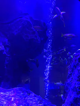 すみだ水族館に投稿された画像（2022/3/10）