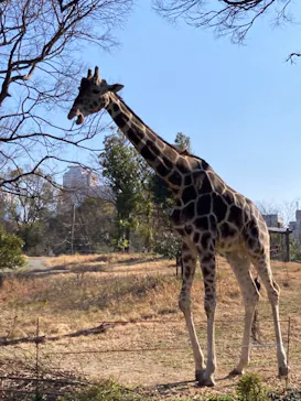 天王寺動物園に投稿された画像（2022/3/10）