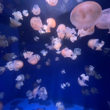 新江ノ島水族館に投稿された画像（2022/3/10）