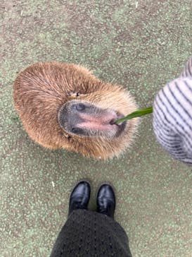 伊豆シャボテン動物公園に投稿された画像（2022/3/11）
