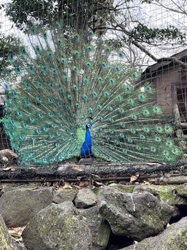 伊豆シャボテン動物公園に投稿された画像（2022/3/11）