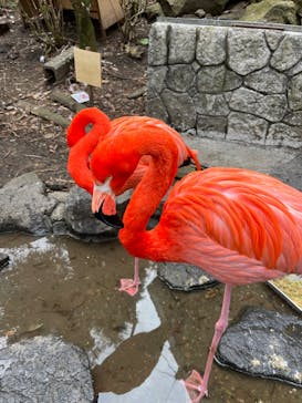 伊豆シャボテン動物公園に投稿された画像（2022/3/11）