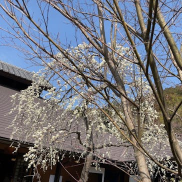 箱根湯寮に投稿された画像（2022/3/11）