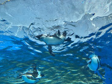 サンシャイン水族館に投稿された画像（2022/3/11）