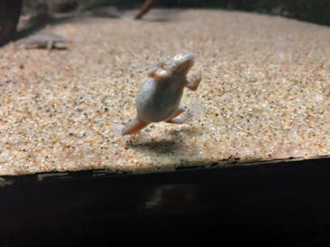 サンシャイン水族館に投稿された画像（2022/3/11）