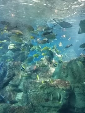 大分マリーンパレス水族館 「うみたまご」に投稿された画像（2022/3/11）