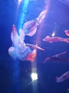 大分マリーンパレス水族館 「うみたまご」に投稿された画像（2022/3/11）