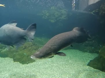 大分マリーンパレス水族館 「うみたまご」に投稿された画像（2022/3/11）