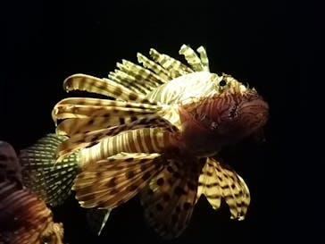 大分マリーンパレス水族館 「うみたまご」に投稿された画像（2022/3/11）