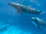 新江ノ島水族館に投稿された画像（2022/3/11）