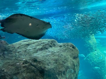 新江ノ島水族館に投稿された画像（2022/3/11）