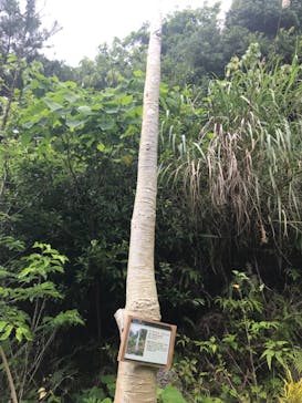 ネオパークオキナワに投稿された画像（2022/3/11）