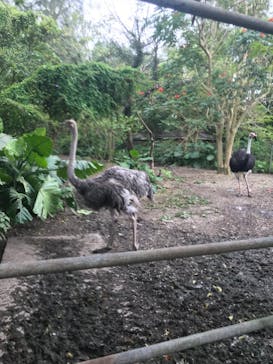 ネオパークオキナワに投稿された画像（2022/3/11）