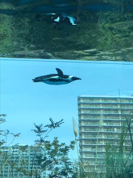 サンシャイン水族館に投稿された画像（2022/3/10）