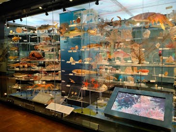 国立科学博物館に投稿された画像（2022/3/11）