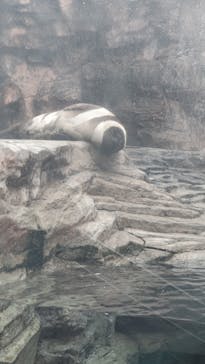 環境水族館アクアマリンふくしまに投稿された画像（2022/3/11）