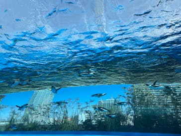 サンシャイン水族館に投稿された画像（2022/3/11）
