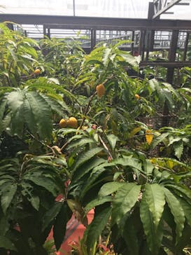 ナゴパイナップルパークに投稿された画像（2022/3/12）