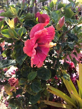 ナゴパイナップルパークに投稿された画像（2022/3/12）