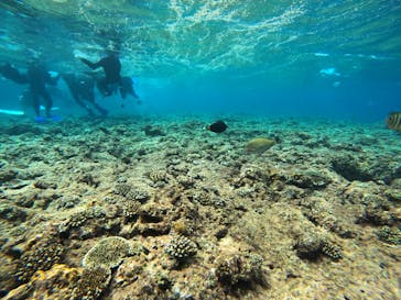 DIVING-SHOP SUNSに投稿された画像（2022/3/12）